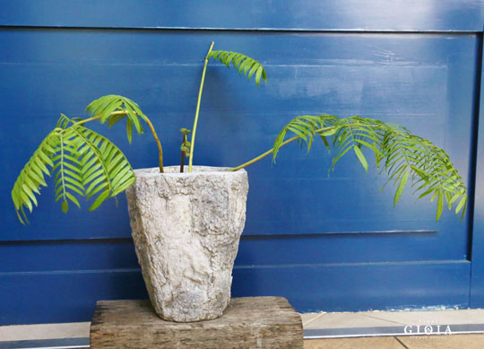 リュウビンタイ